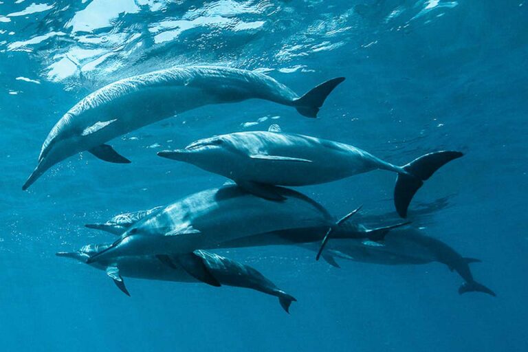 Santuario dei cetacei