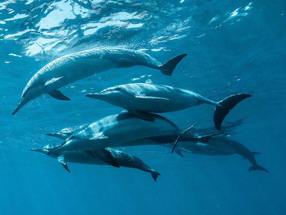Santuario dei cetacei Santuario dei cetacei